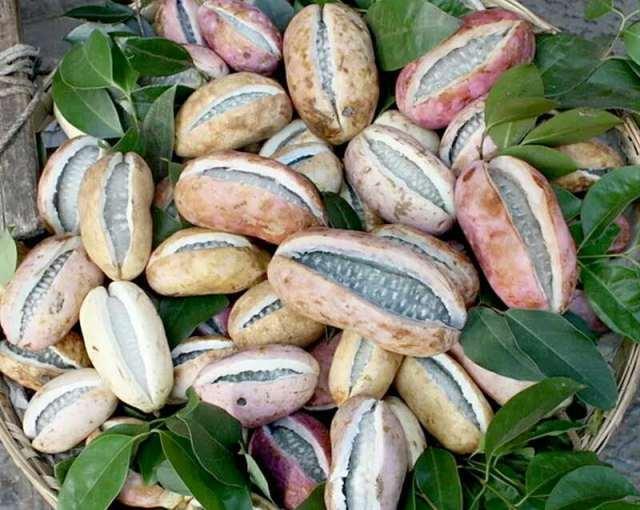 老八吃八月瓜视频下载,视频下载背后的美味探索