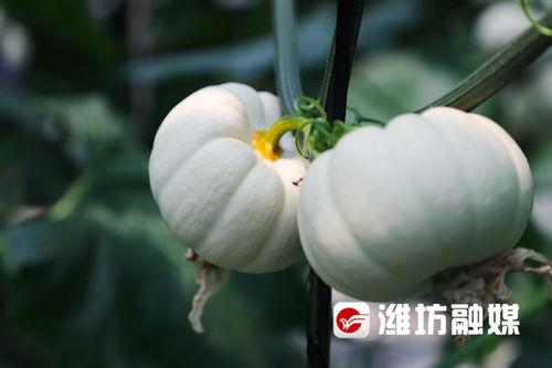 潍坊吃瓜视频,揭秘当地美食文化盛宴