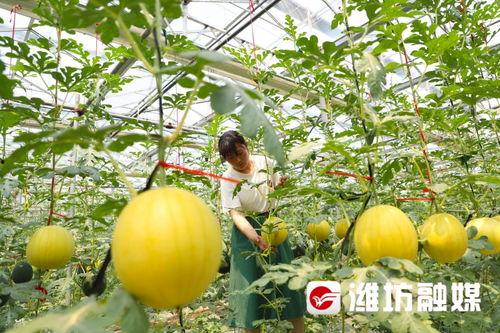 潍坊吃瓜视频,揭秘当地美食文化盛宴