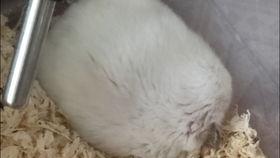 老鼠最新吃瓜视频大全集,萌宠搞笑瞬间大盘点