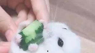 老鼠最新吃瓜视频大全集,萌宠搞笑瞬间大盘点