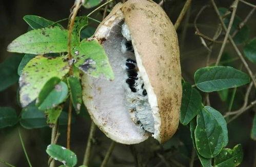 吃八月瓜解压的视频,天然美味，轻松释放生活压力