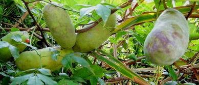 吃八月瓜解压的视频,天然美味，轻松释放生活压力