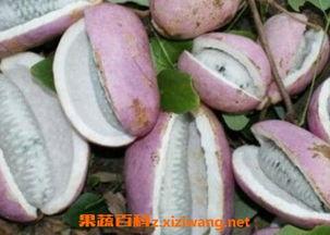 小赵吃八月瓜视频大全免费观看,免费视频大全带你一网打尽