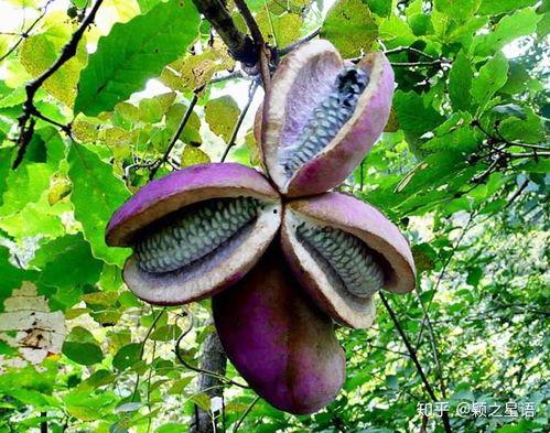 小赵吃八月瓜视频大全免费观看,免费视频大全带你一网打尽