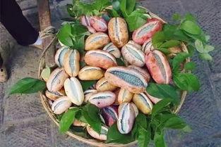 小赵吃八月瓜视频大全免费观看,免费视频大全带你一网打尽