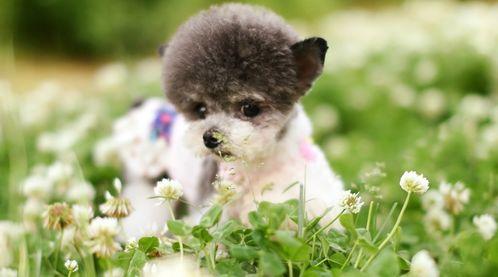 奶瓜可以喂狗吃吗视频讲解,宠物饮食误区揭秘