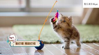 猫咪可以吃小凤瓜嘛视频,小凤瓜的适宜性解析