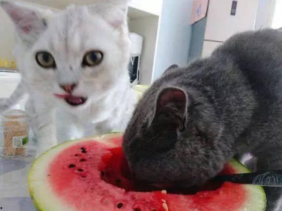 猫咪可以吃小凤瓜嘛视频,小凤瓜的适宜性解析