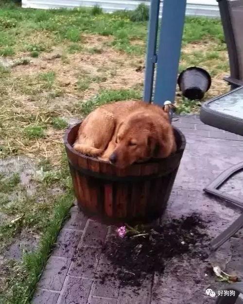 狗吃瓜群众视频