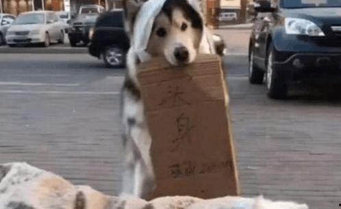 狗吃瓜群众视频