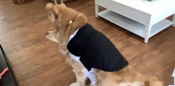 狗吃瓜群众视频