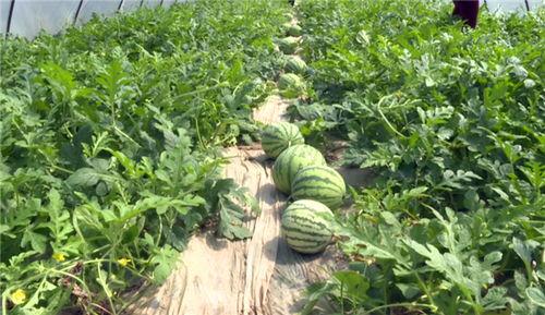 最近泗水吃瓜事件视频最新,一场网络热议背后的真相揭秘