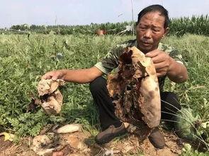 最近泗水吃瓜事件视频最新,一场网络热议背后的真相揭秘