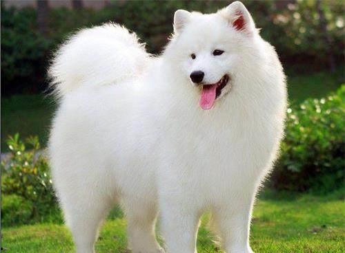 白狗吃哈密瓜视频播放在线观看,萌宠美食瞬间引网友热议