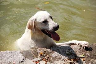 白狗吃哈密瓜视频播放在线观看,萌宠美食瞬间引网友热议