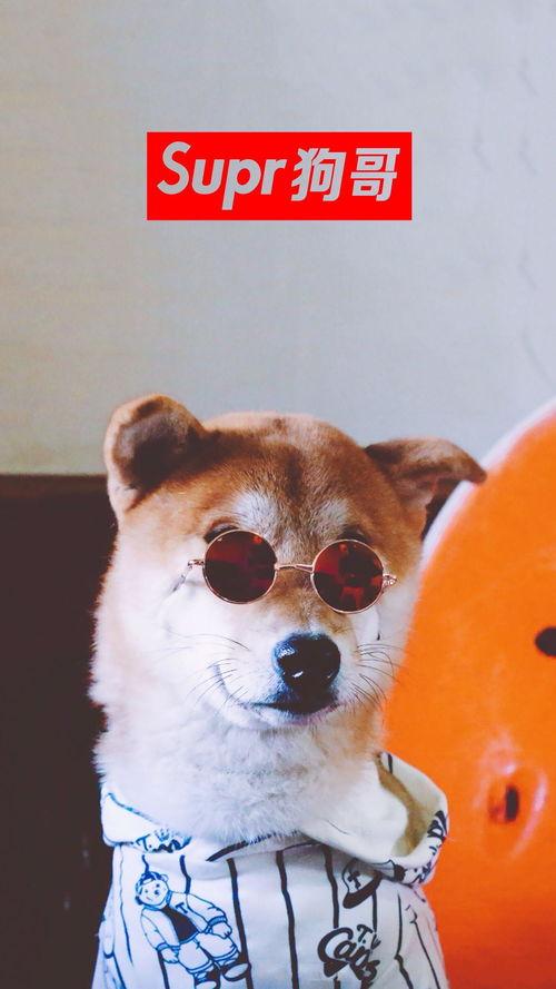 狗哥吃瓜视频免费观看大全,一网打尽热门瓜料，畅享娱乐盛宴