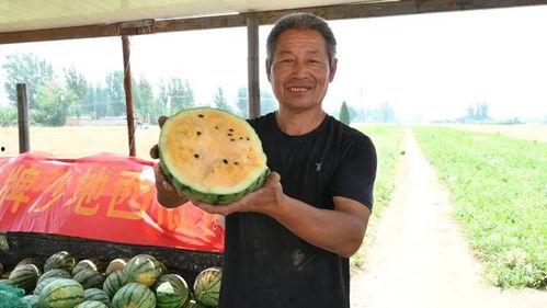 南阳最新吃瓜事件视频,视频揭秘背后的惊人真相