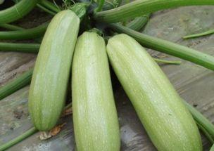 宝宝吃西葫芦瓜视频教程,西葫芦瓜视频教程，轻松学做美味佳肴